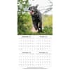 image Labrador Retrievers Photo 2025 Wall Calendar