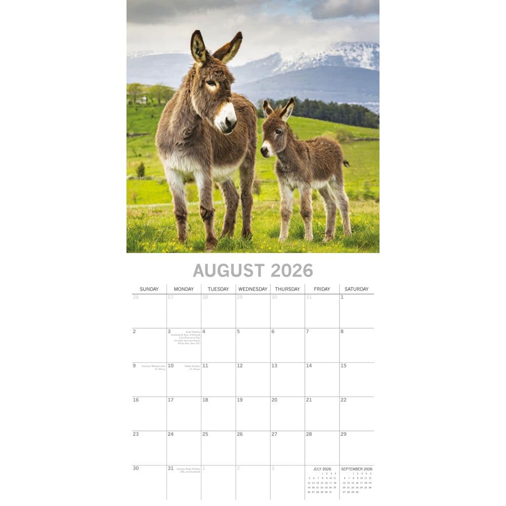 Donkeys 2026 Wall Calendar Third Alternate Image