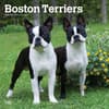 image Boston Terriers 2025 Wall Calendar Main Product Image width=&quot;1000&quot; height=&quot;1000&quot;