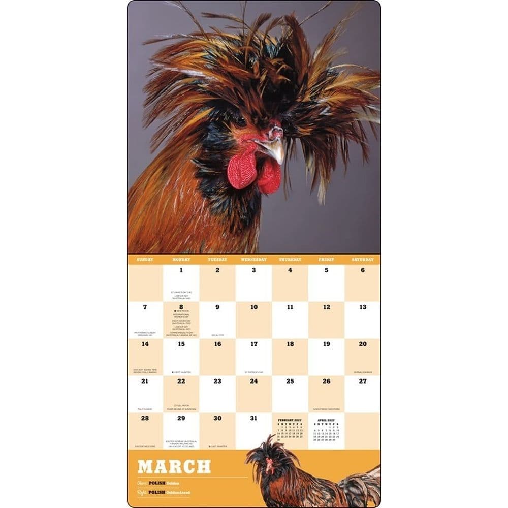 Extraordinary Chickens 2027 Wall Calendar Third Alternate Image