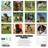 image Just German Shorthair Pointers 2025 Wall Calendar First Alternate Image width=&quot;1000&quot; height=&quot;1000&quot;