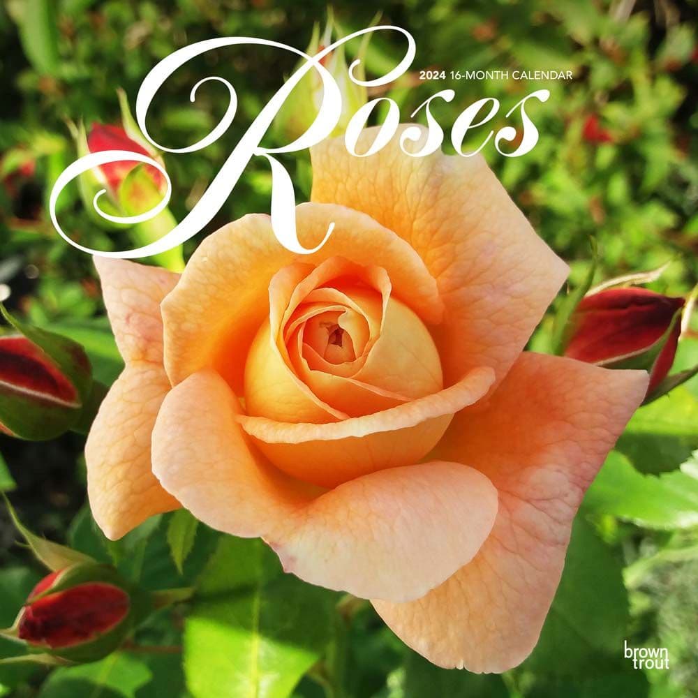 2024 Roses Wall Calendar