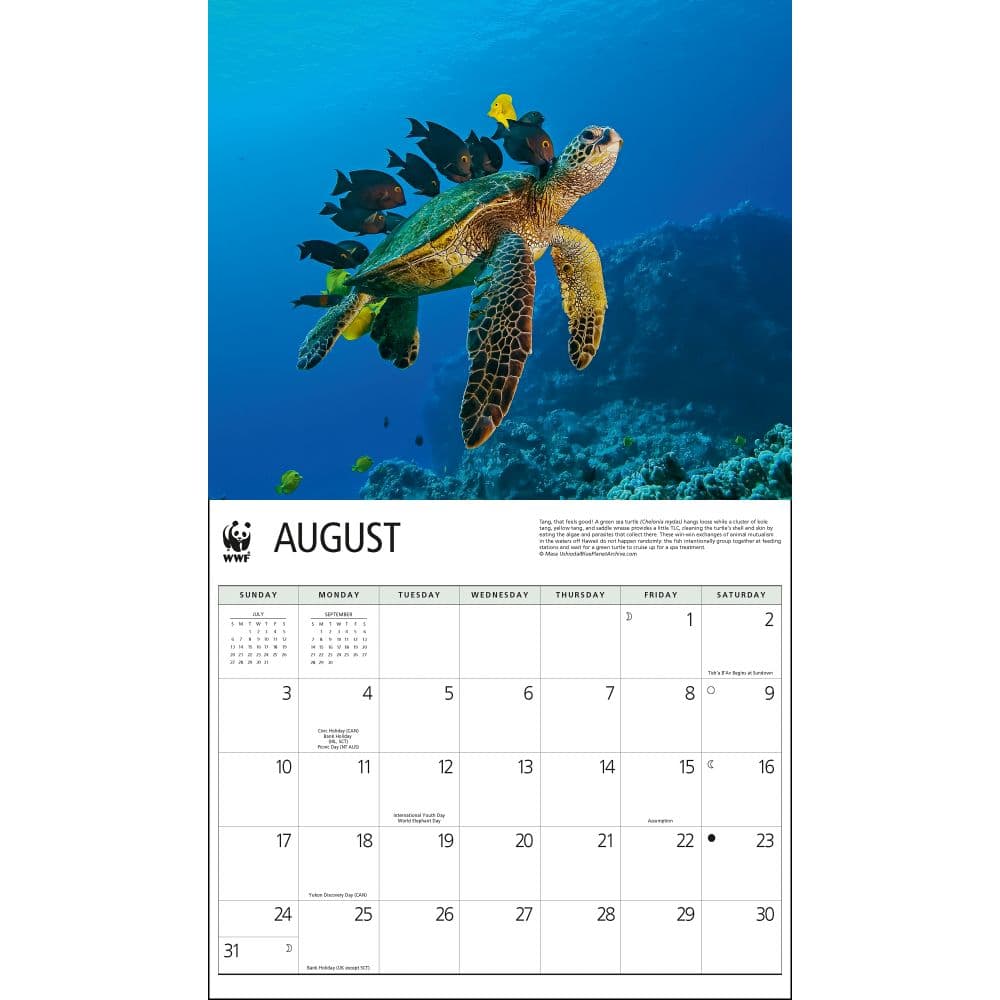 Sea Turtles WWF 2025 Wall Calendar Second Alternate Image width=&quot;1000&quot; height=&quot;1000&quot;