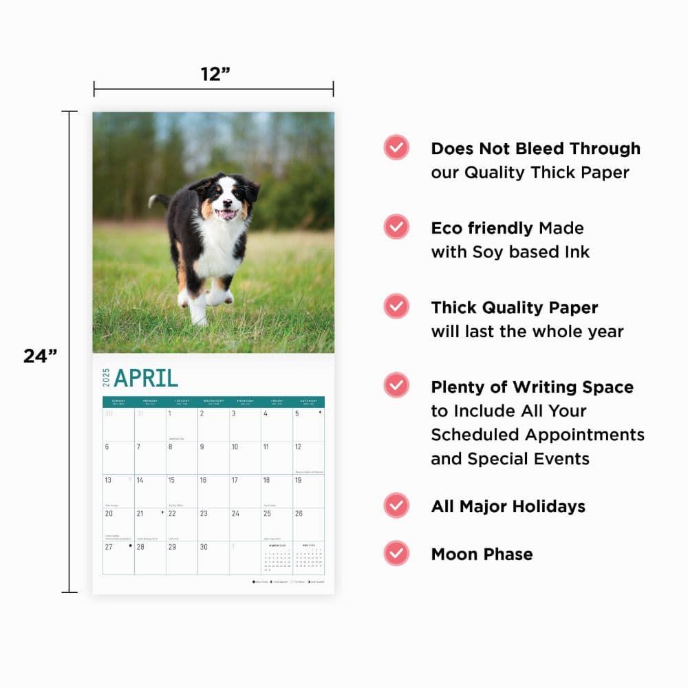 Australian Shepherds 2025 Wall Calendar Fourth Alternate Image width=&quot;1000&quot; height=&quot;1000&quot;