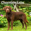 image Chocolate Lab Retriever 2024 Wall Calendar Main Product Image width=&quot;1000&quot; height=&quot;1000&quot;