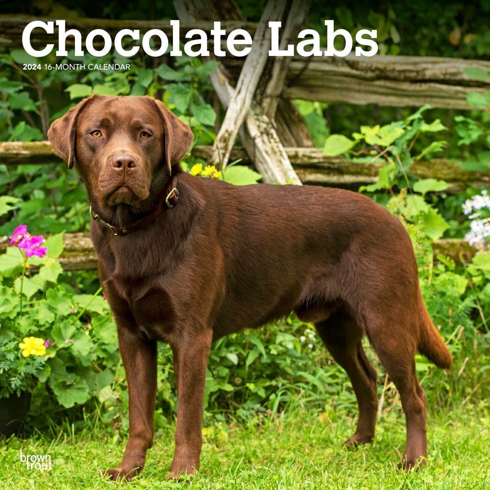 Chocolate Lab Retriever 2024 Wall Calendar Main Product Image width=&quot;1000&quot; height=&quot;1000&quot;