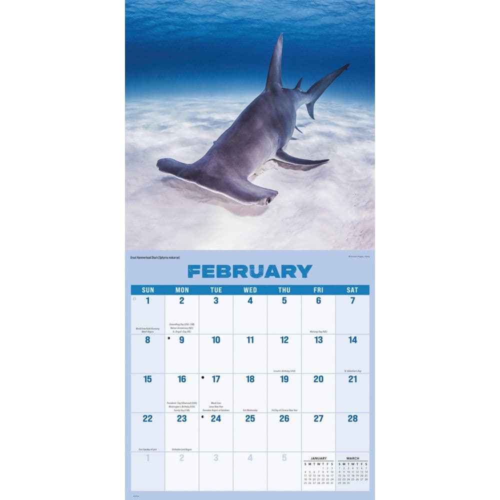 Shark Year 2026 Wall Calendar Second Alternate Image