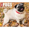 image Just Pugs 2025 Desk Calendar  Main Image