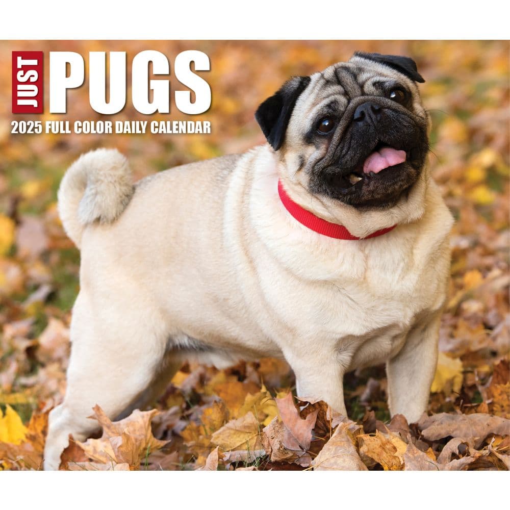 Just Pugs 2025 Desk Calendar  Main Image