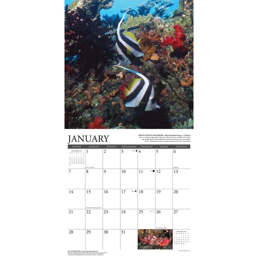 Under the Sea 2024 Wall Calendar - Calendars.com