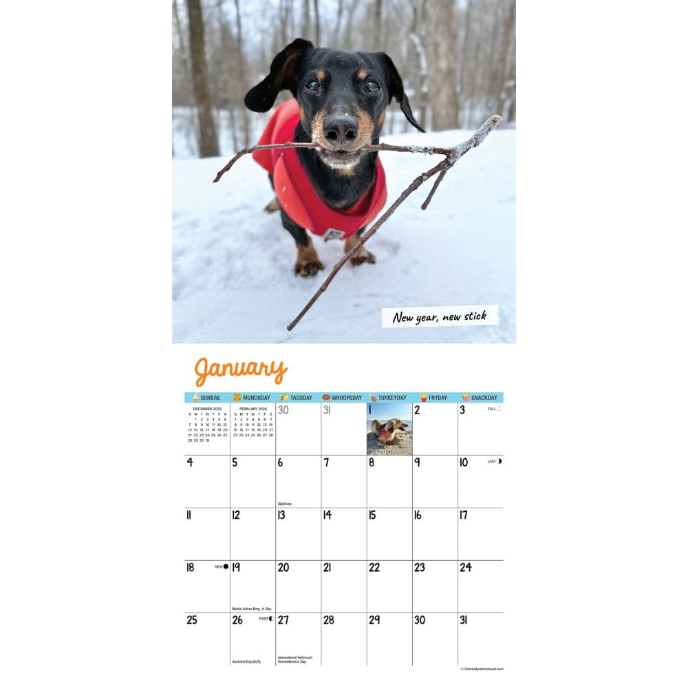 Crusoe the Celebrity Dachshund 2026 Mini Wall Calendar Second Alternate Image