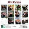 image Red Pandas 2025 Wall Calendar First Alternate Image width="1000" height="1000"