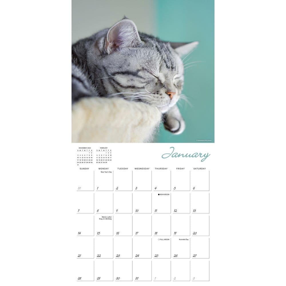 Cat Naps 2025 Wall Calendar