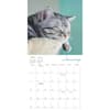 image Cat Naps 2024 Wall Calendar Alternate Image 2