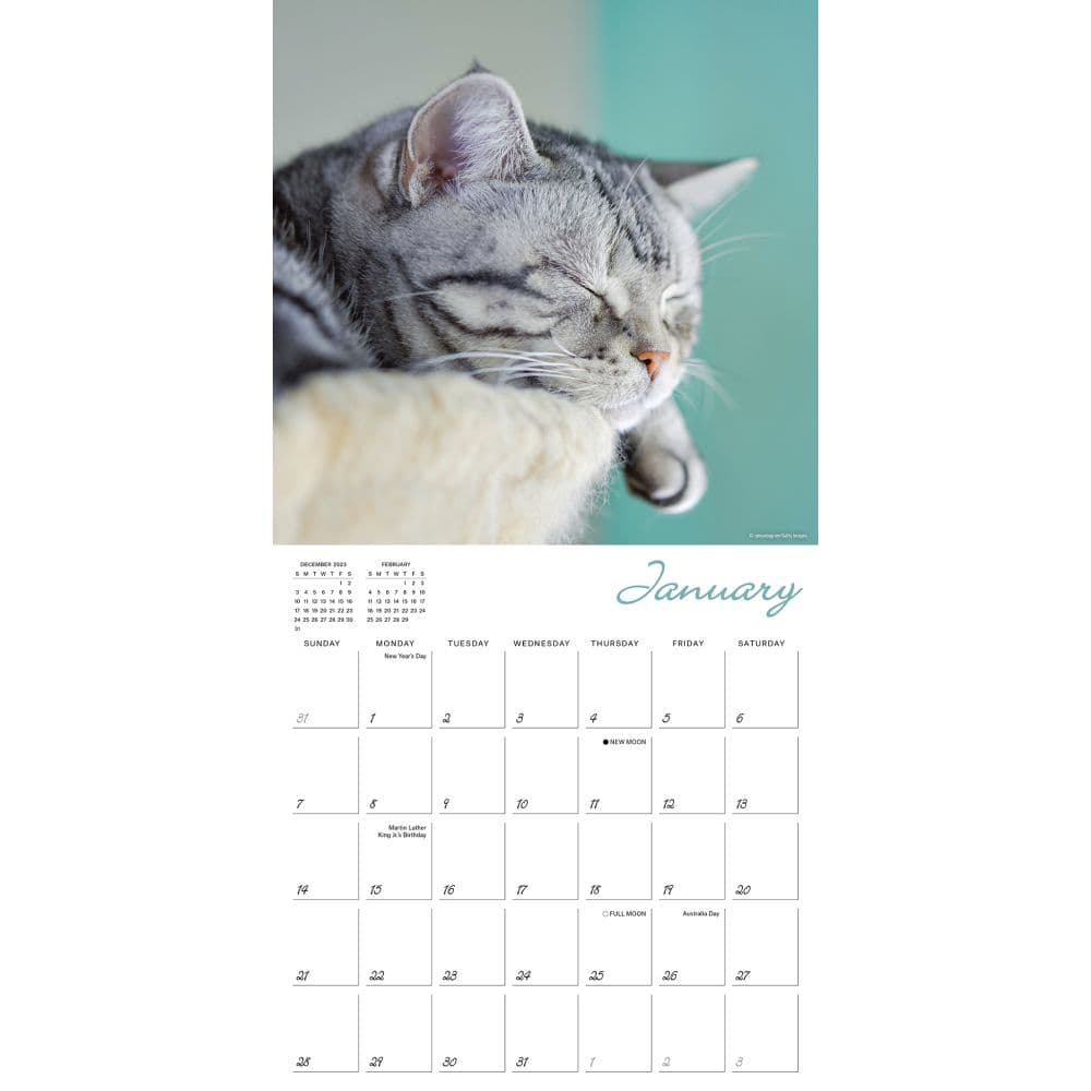 Cat Naps 2024 Wall Calendar Alternate Image 2