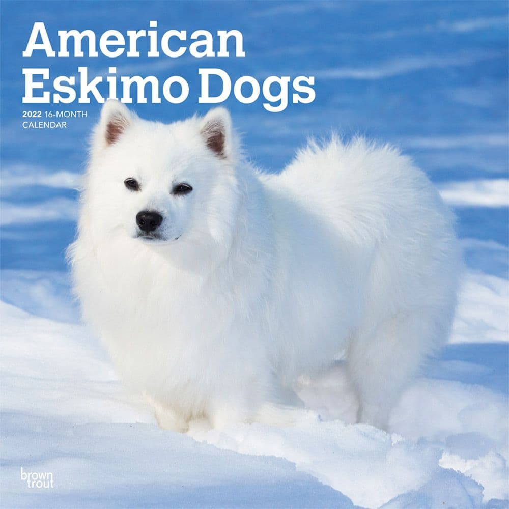 American Eskimo Dogs 2022 Wall Calendar