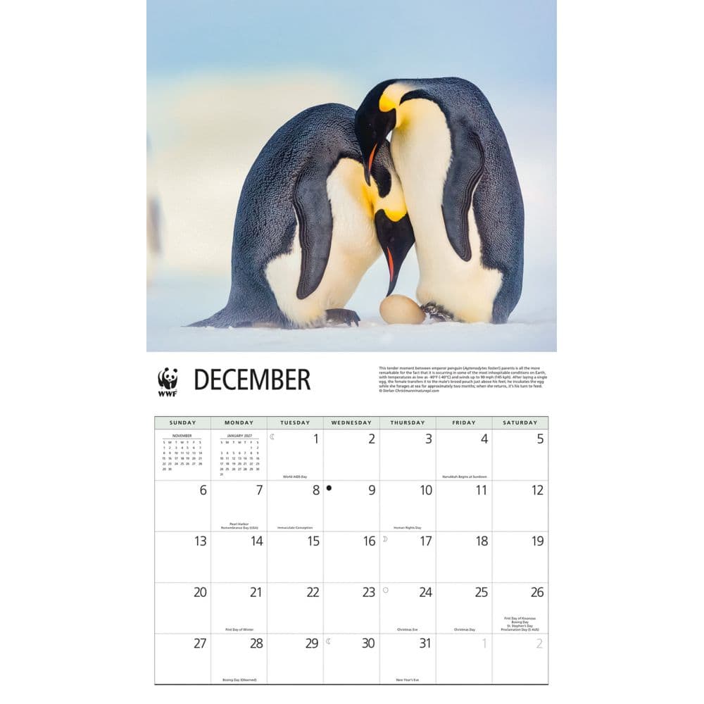 Penguins WWF 2026 Wall Calendar Fourth Alternate Image