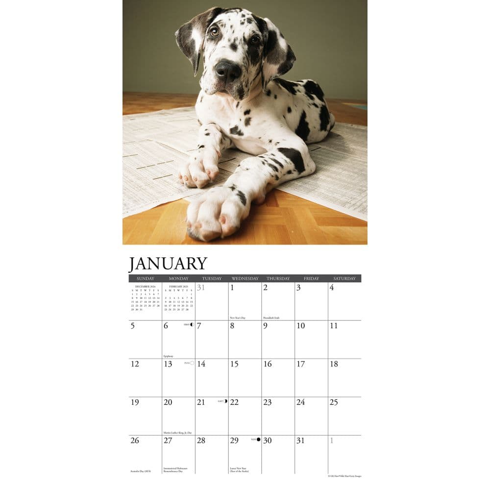 Great Dane Puppies 2025 Wall Calendar Second Alternate Image width=&quot;1000&quot; height=&quot;1000&quot;