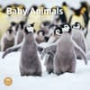 image Baby Animals 2025 Wall Calendar  Main Image