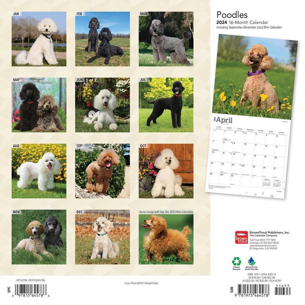 Poodles 2024 Wall Calendar