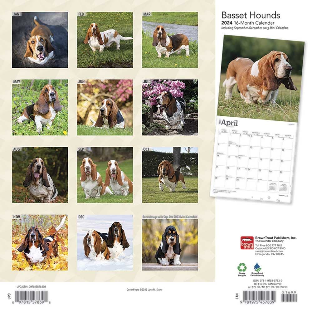 Basset Hounds 2024 Wall Calendar