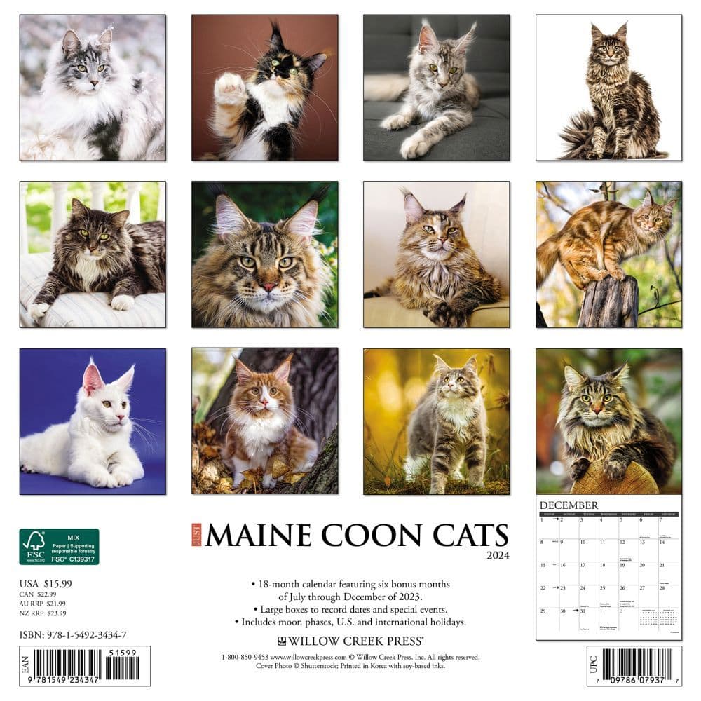 Just Maine Coon Cats 2024 Wall Calendar Alternate Image 1