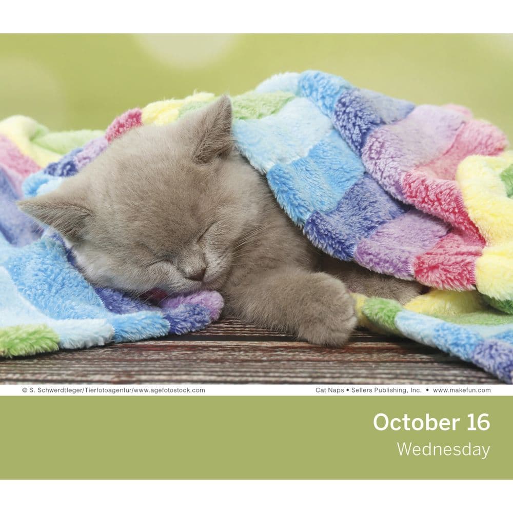 Cat Naps 2024 Desk Calendar