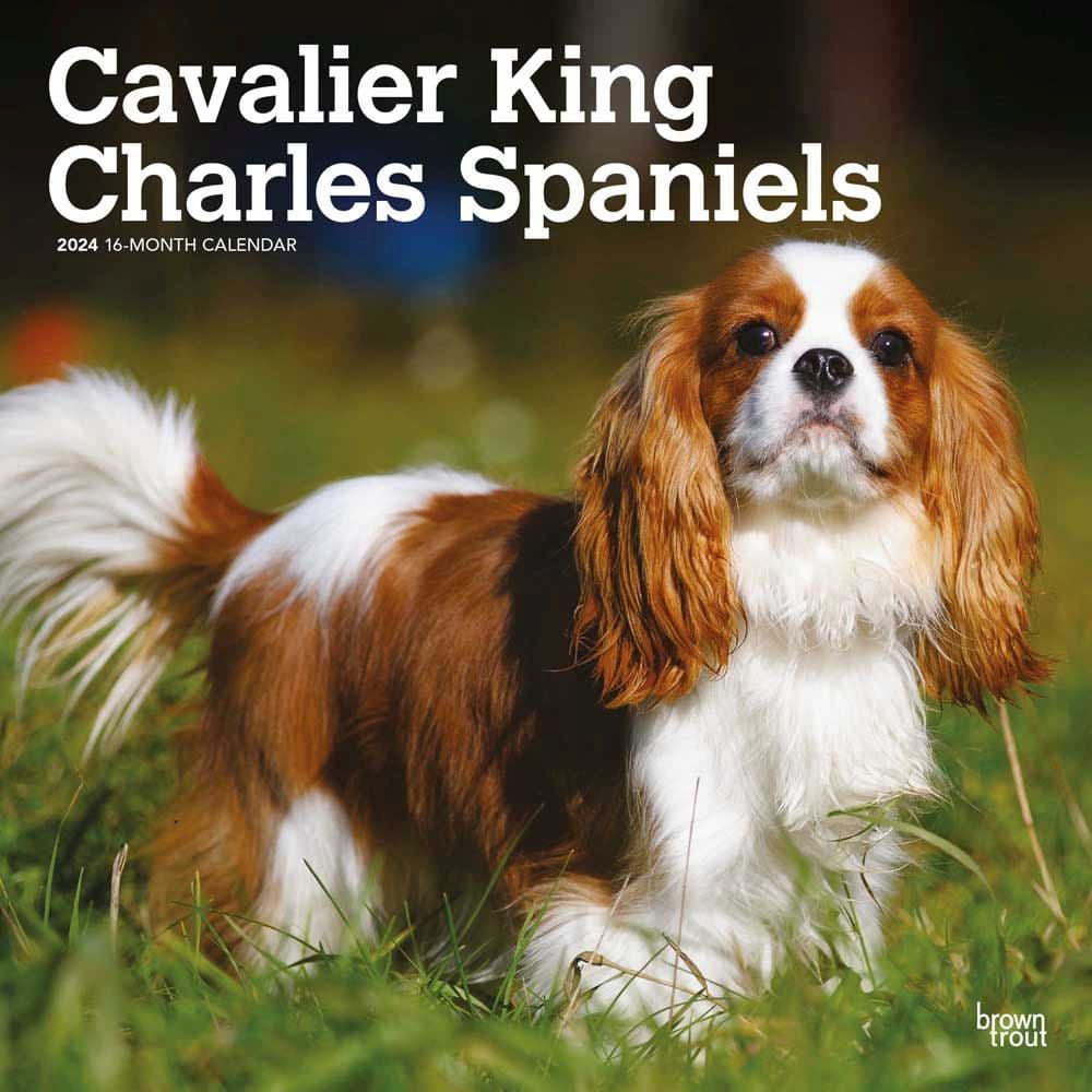 Cavalier King Charles 2024 Wall Calendar