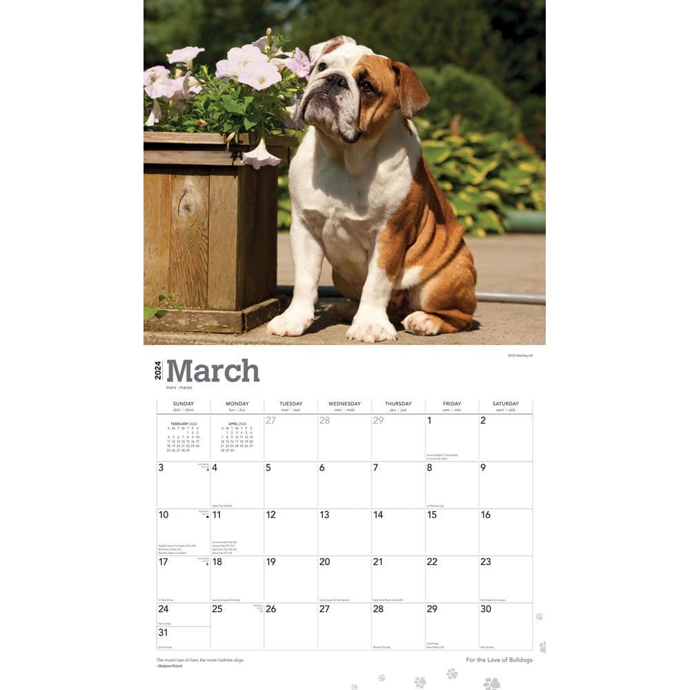 Bulldogs Deluxe 2024 Wall Calendar Calendars com