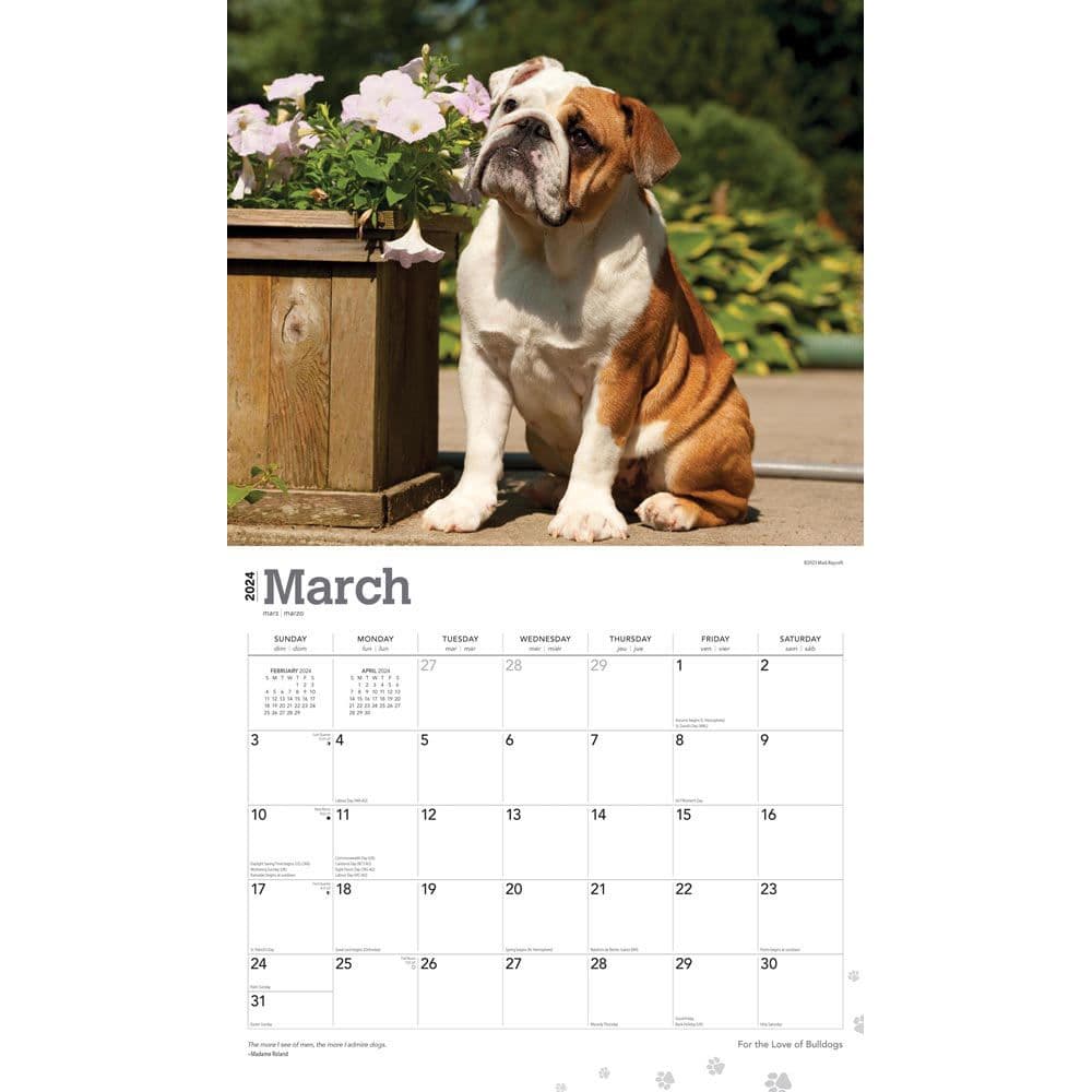 Bulldogs Deluxe 2024 Wall Calendar