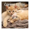 image Curious Kittens Photo 2025 Mini Wall Calendar