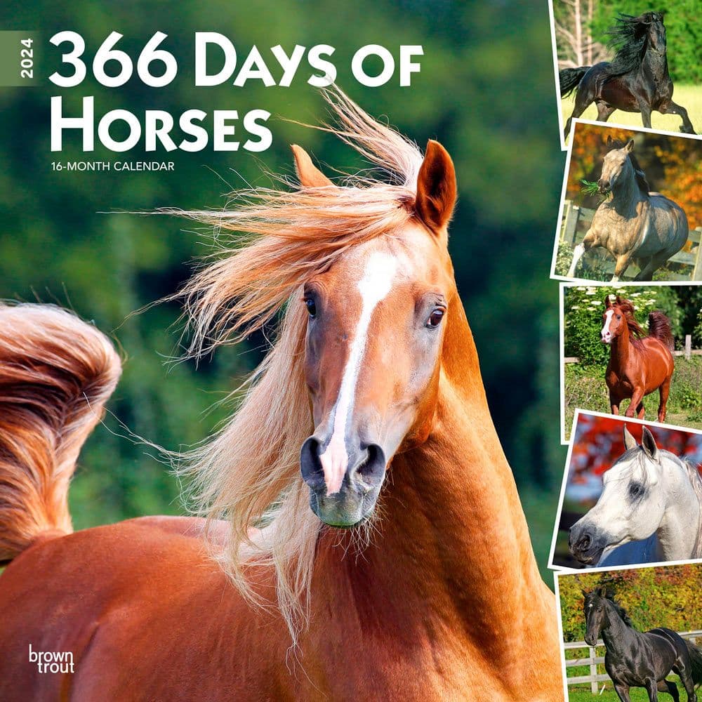 365 pensées pour les amoureux des chevaux (édition 2024)