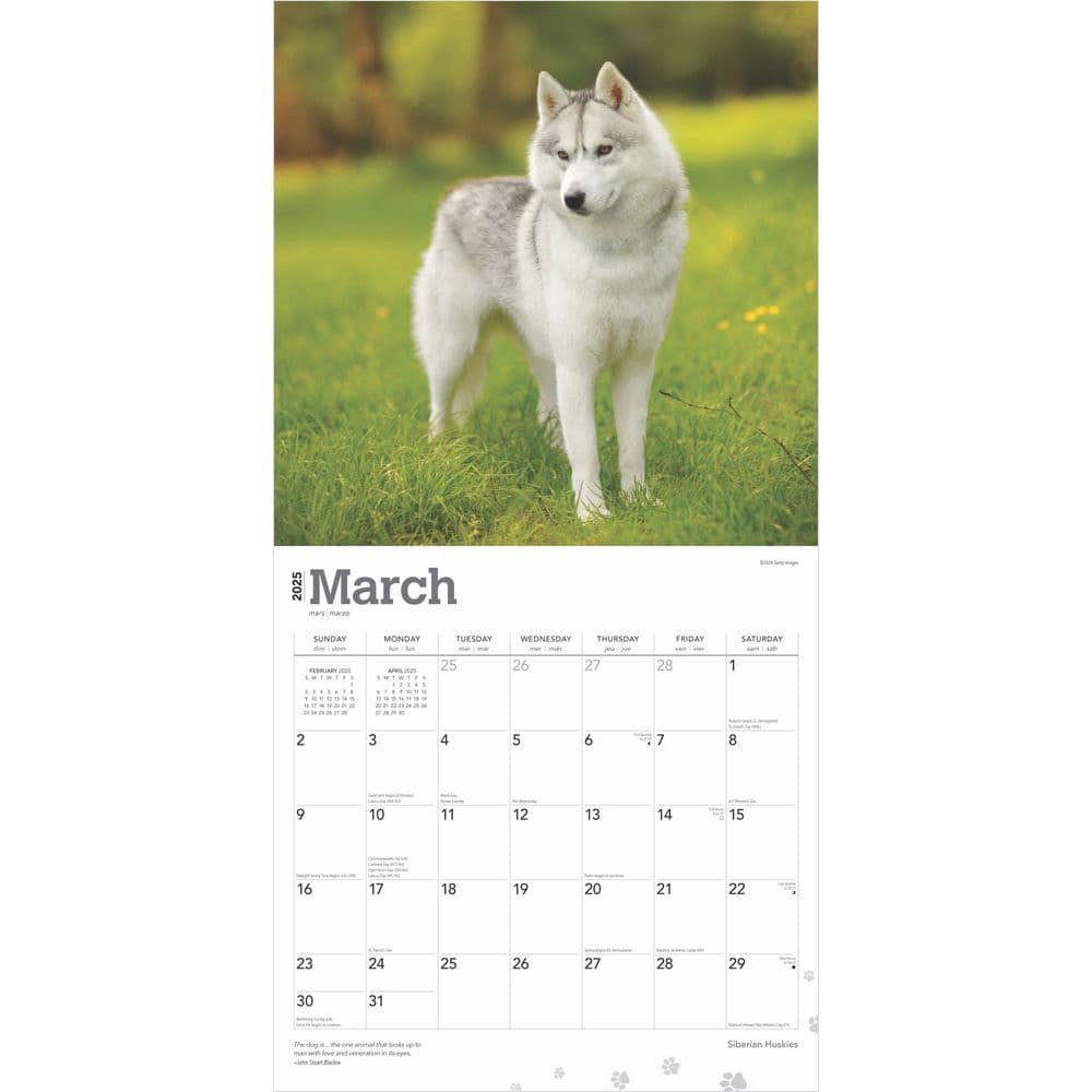 Siberian Huskies 2025 Wall Calendar