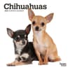 image Chihuahuas 2024 Mini Wall Calendar Main Product Image width=&quot;1000&quot; height=&quot;1000&quot;