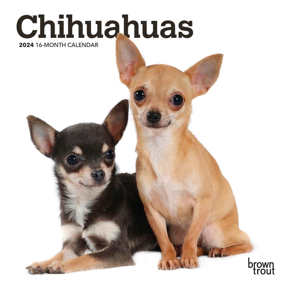 Chihuahuas 2024 Mini Wall Calendar Main Product Image width=&quot;1000&quot; height=&quot;1000&quot;