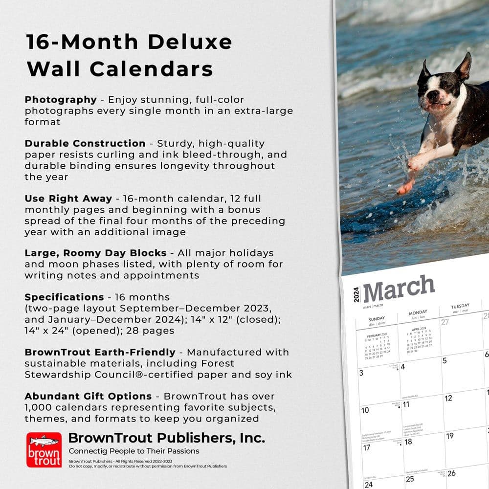 Boston Terriers Deluxe 2024 Wall Calendar