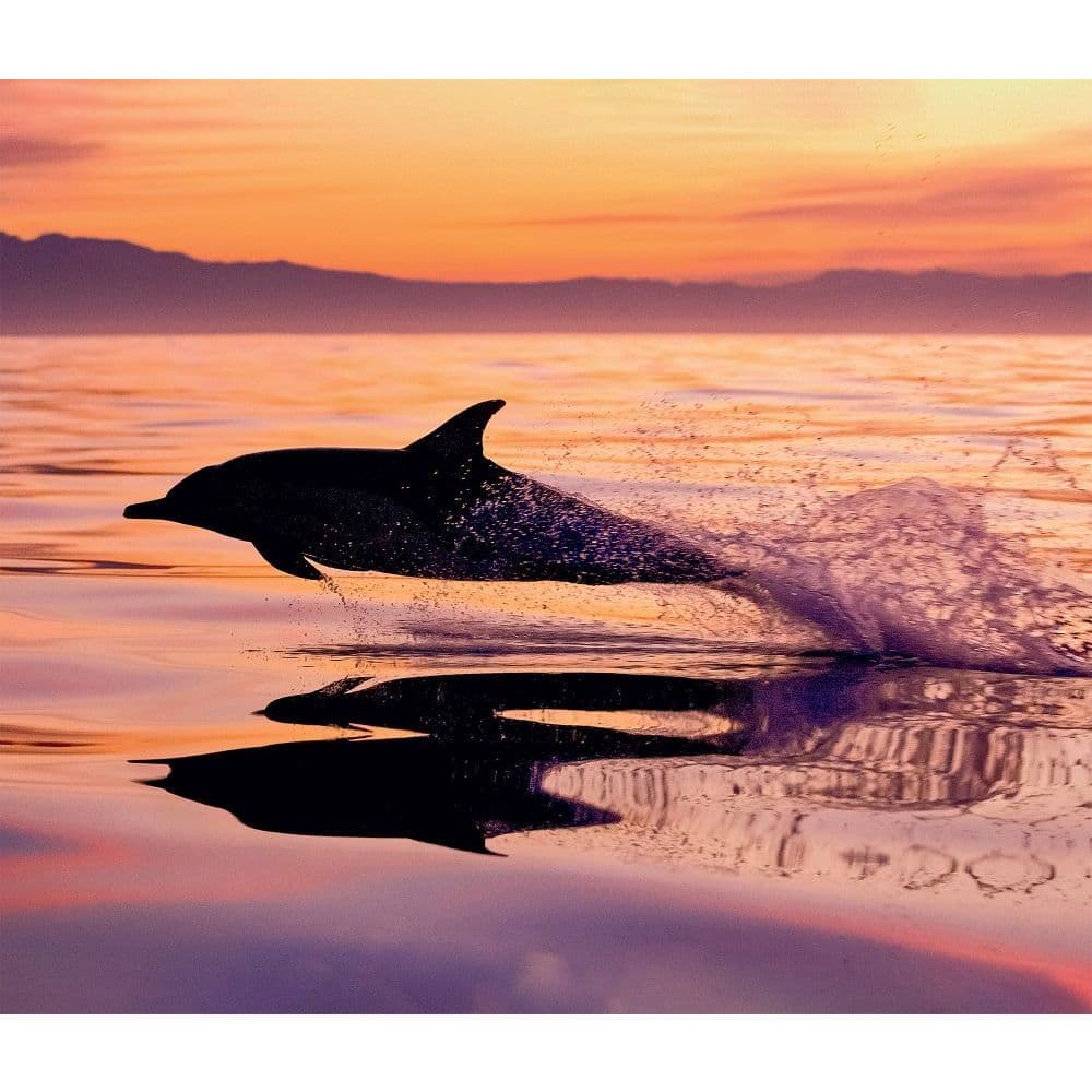 Calendrier 2023 Wwf Dolphins Wwf 2022 Wall Calendar - Calendars.com