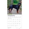 image Rottweilers 2027 Wall Calendar Third Alternate Image
