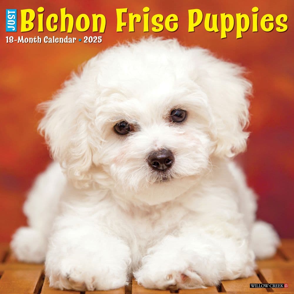 Just Bichon Frises Puppies 2025 Wall Calendar Main Image