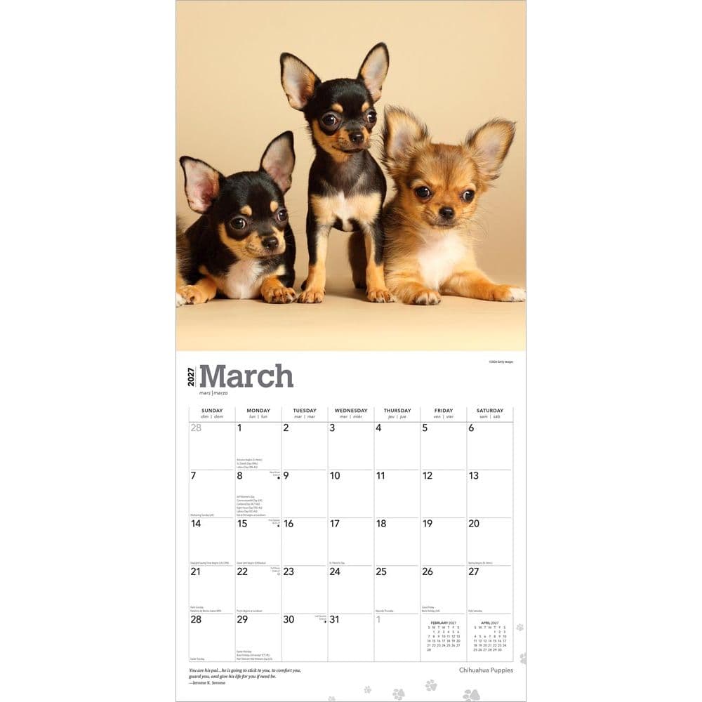 Chihuahua Puppies 2027 Wall Calendar Second Alternate Image