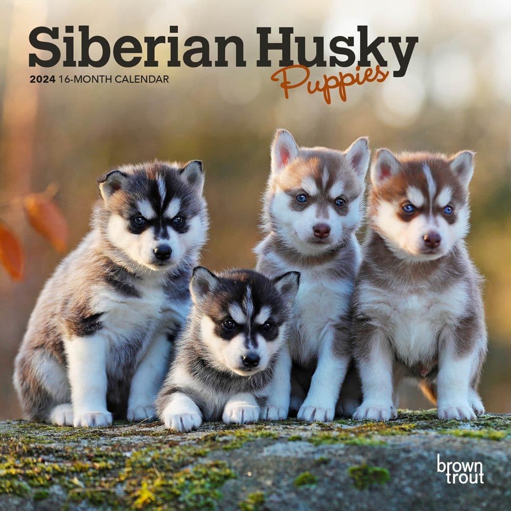 Siberian Husky Puppies 2024 Mini Wall Calendar Main Product Image width=&quot;1000&quot; height=&quot;1000&quot;