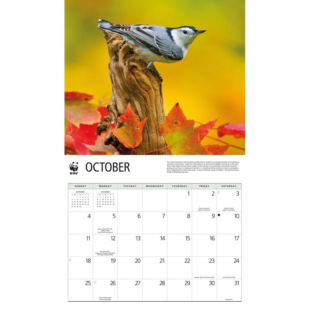 Songbirds WWF 2026 Wall Calendar Fourth Alternate Image