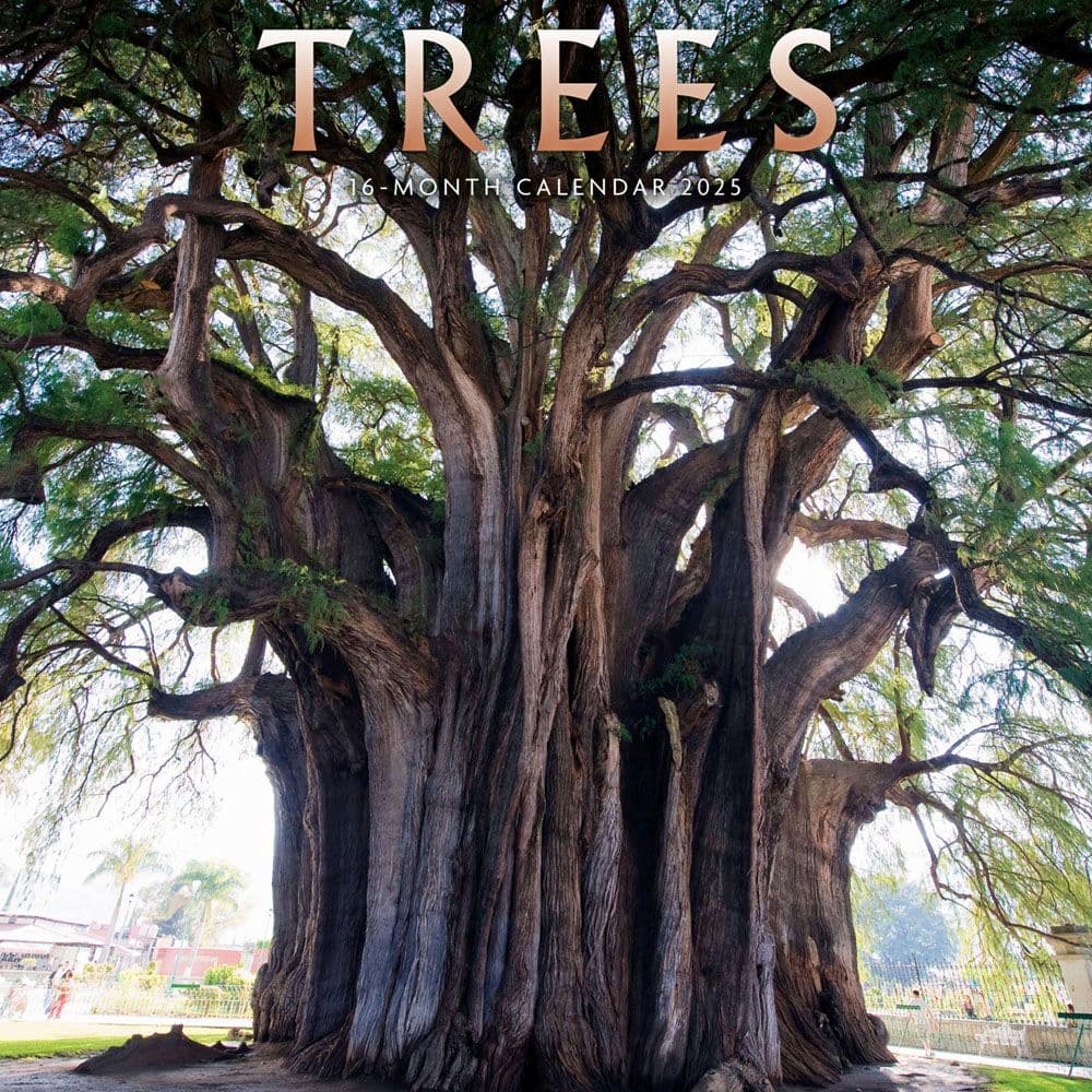 Trees 2025 Wall Calendar Main Image