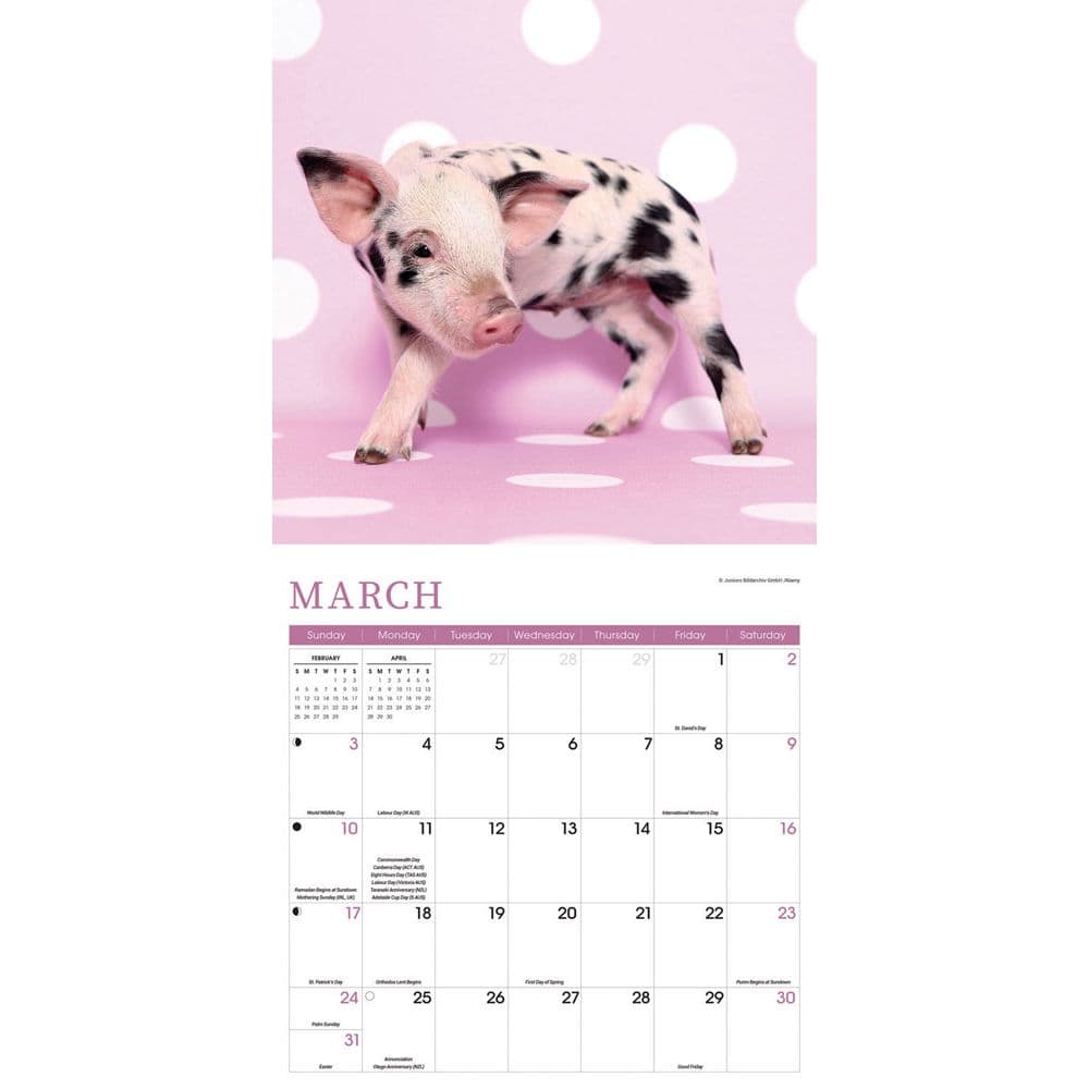 Mini Pigs 2024 Wall Calendar