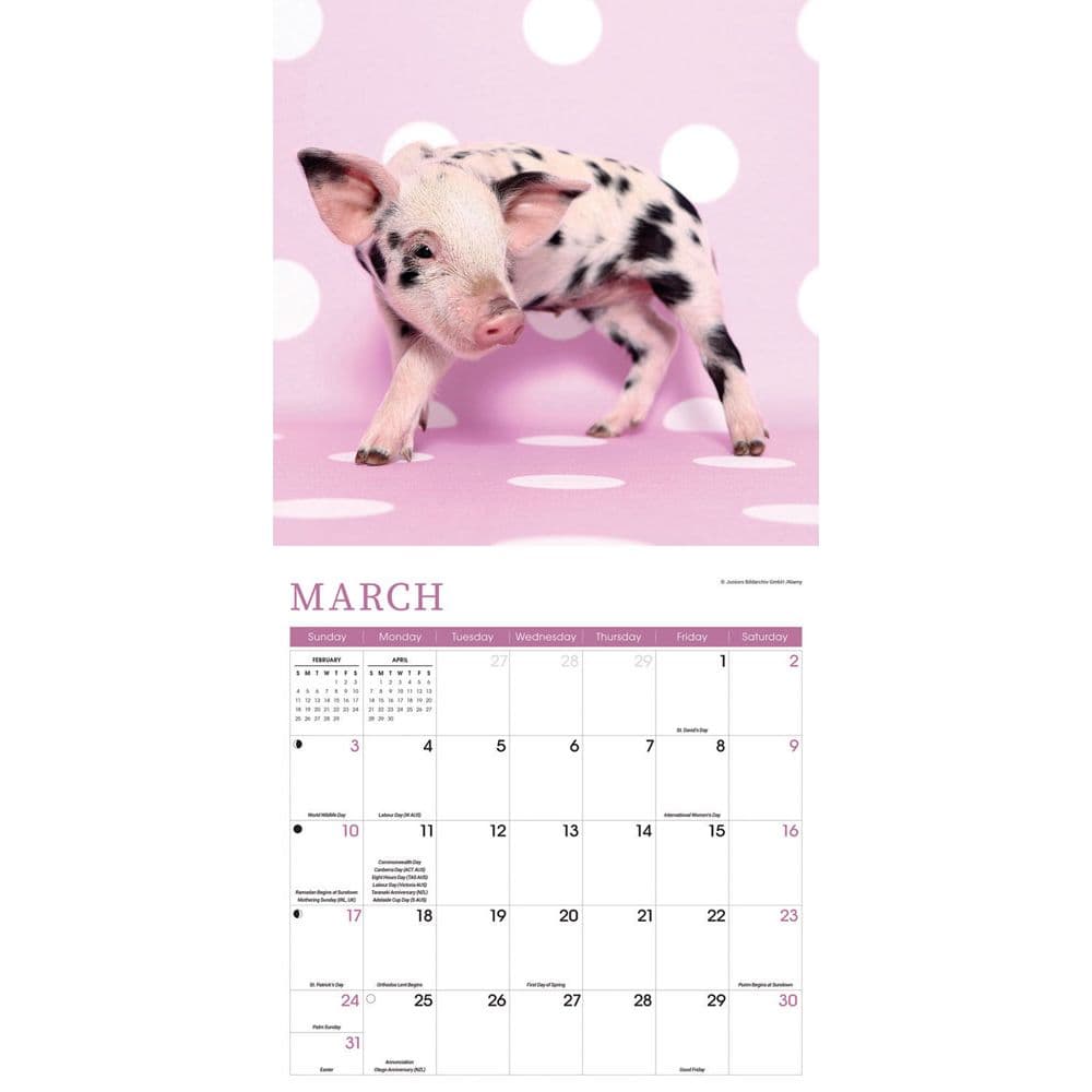 Mini Pigs 2025 Wall Calendar