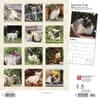 image Cats Siamese 2024 Wall Calendar First Alternate Image width=&quot;1000&quot; height=&quot;1000&quot;