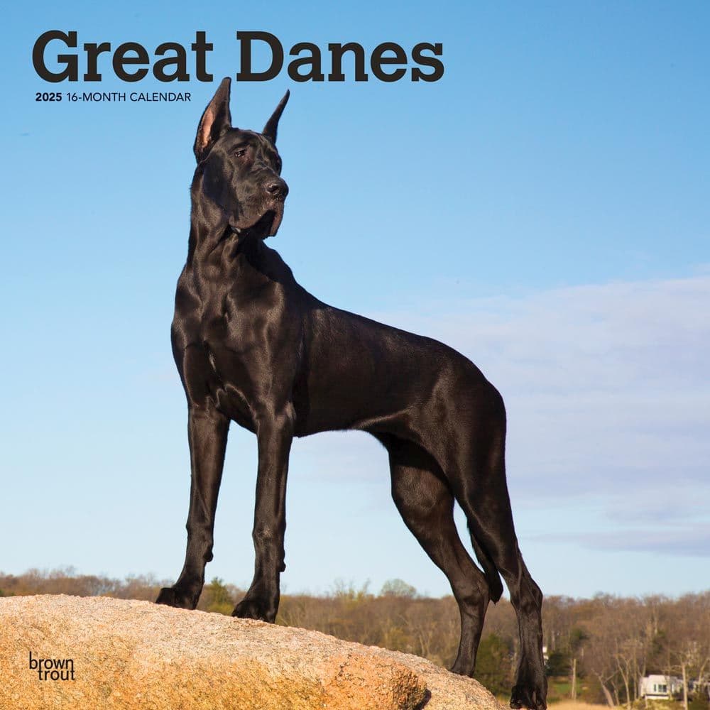 Great Danes 2025 Wall Calendar Main Product Image width=&quot;1000&quot; height=&quot;1000&quot;