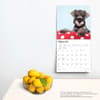 image Schnauzer Puppies 2024 Wall Calendar Third Alternate Image width=&quot;1000&quot; height=&quot;1000&quot;
