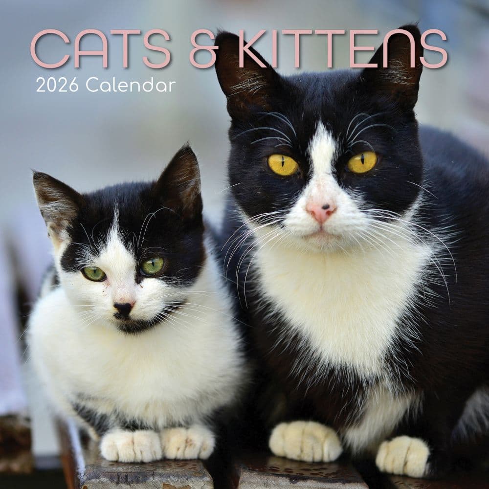 Cats and Kittens 2026 Wall Calendar Main Image