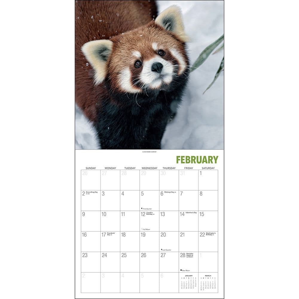 Red Panda Calendar 2025